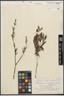 Foto von Salix purpurea L. x Salix repens L.